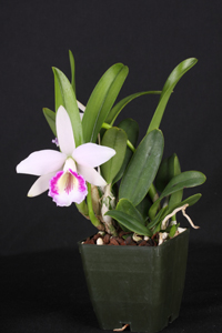 L. dayana Diamond Orchids CHM 81 pts.